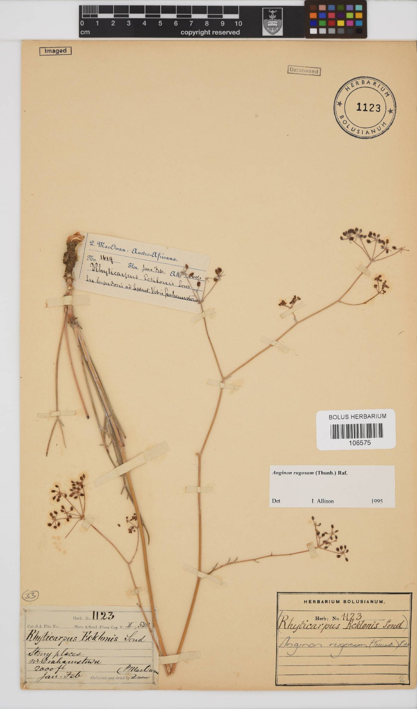 Anginon rugosum image