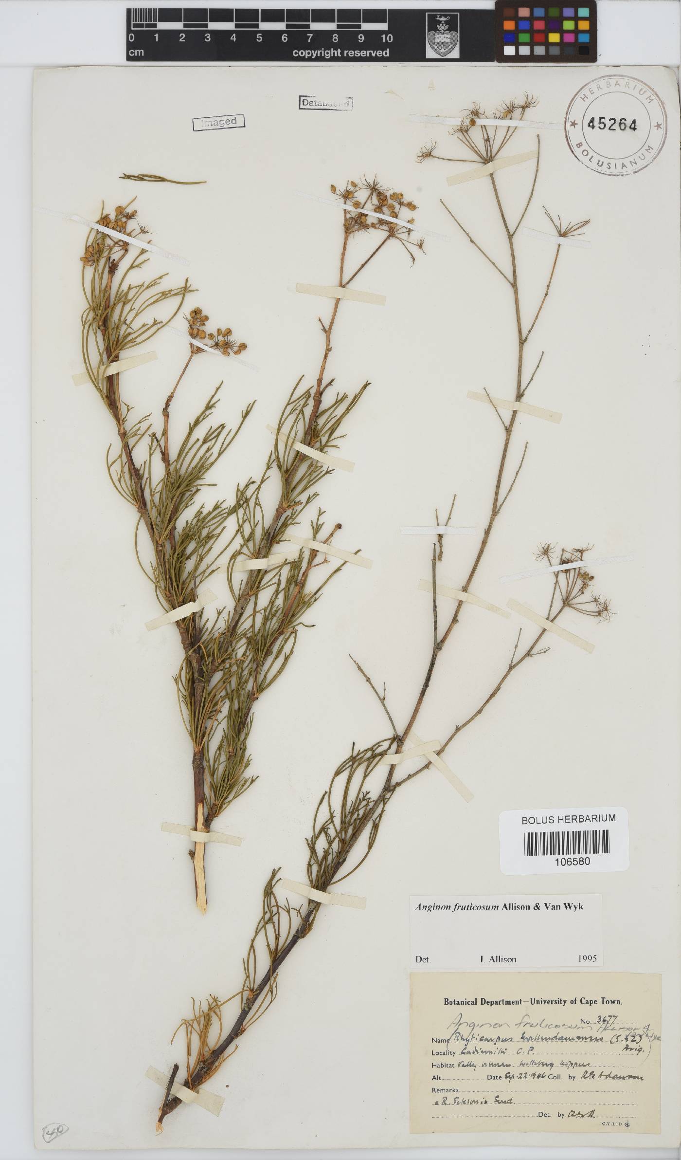 Anginon fruticosum image