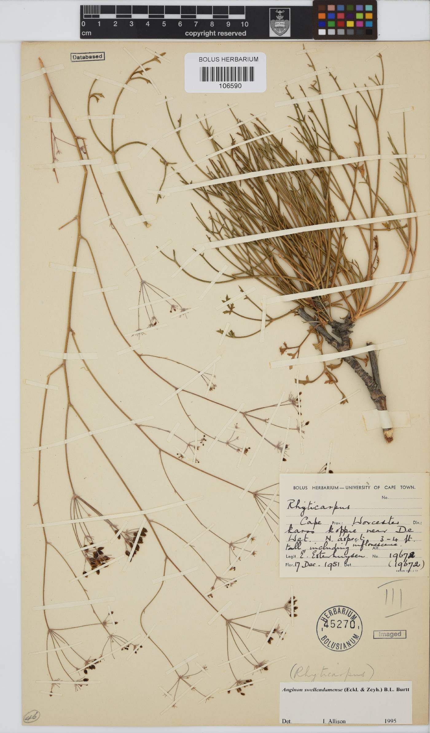 Anginon swellendamense image