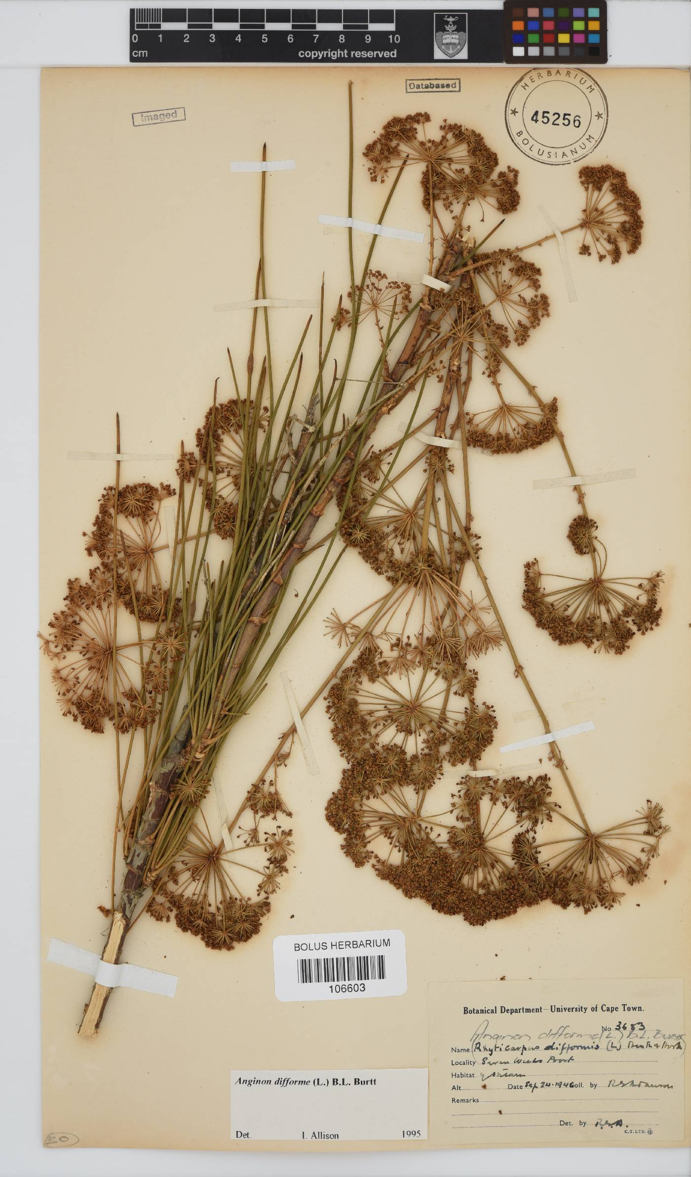 Anginon difforme image