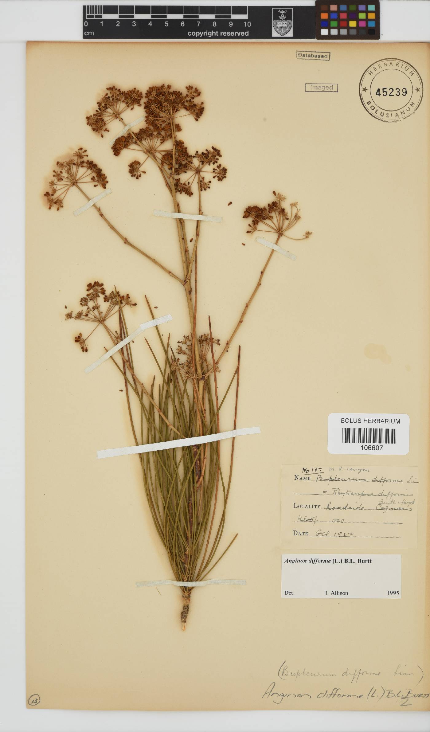 Anginon difforme image