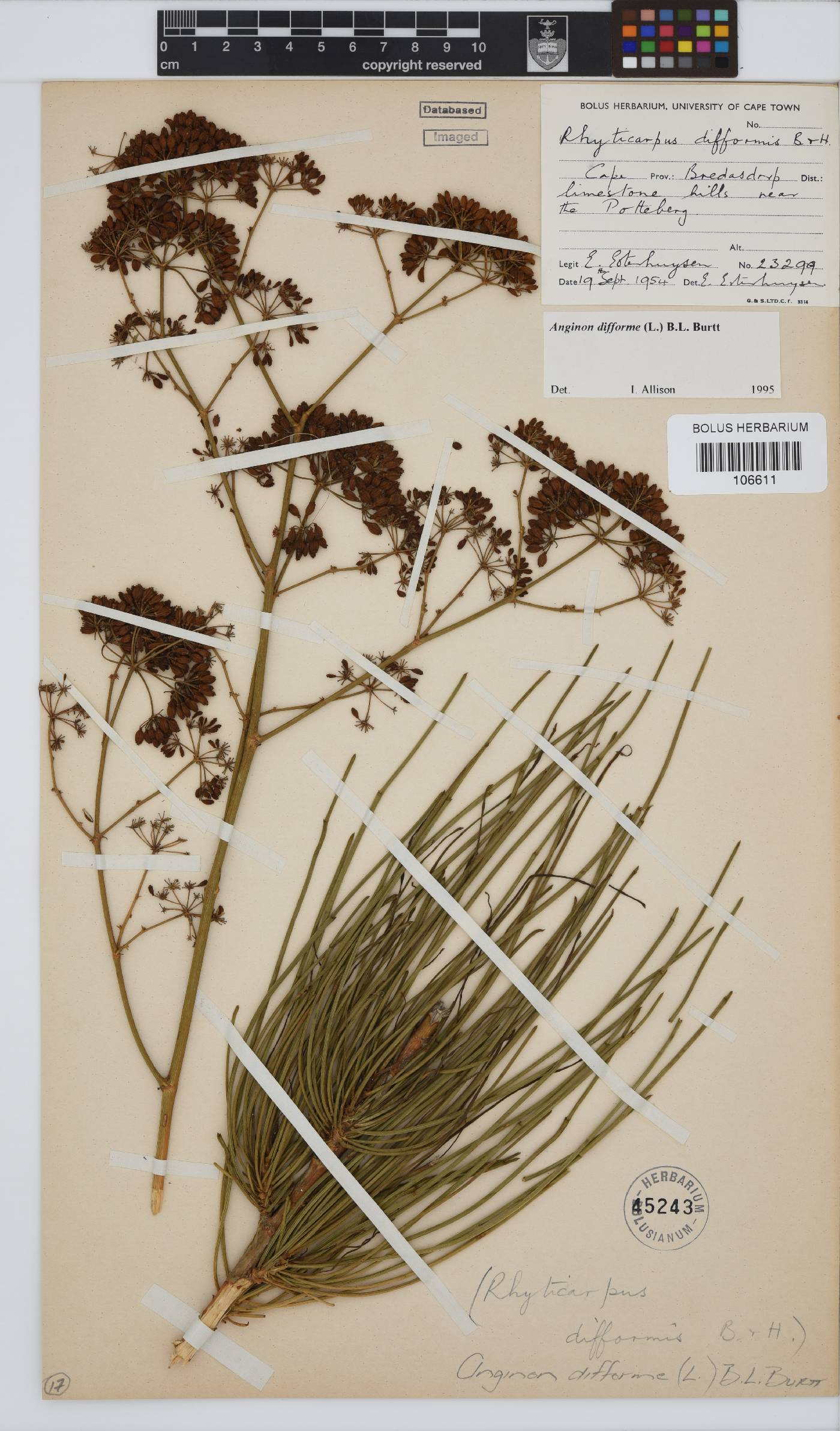 Anginon difforme image
