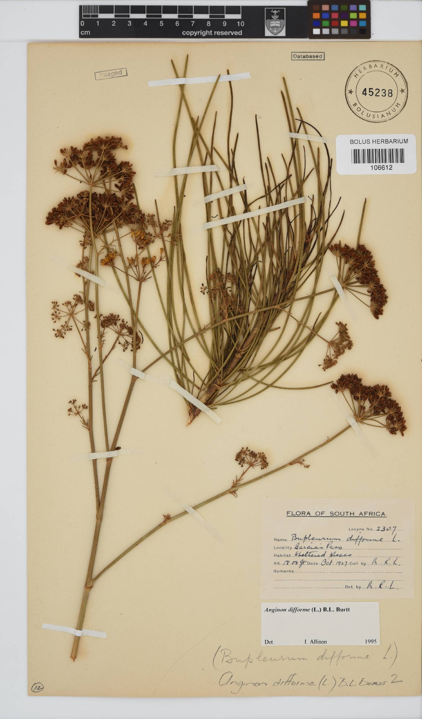 Anginon difforme image