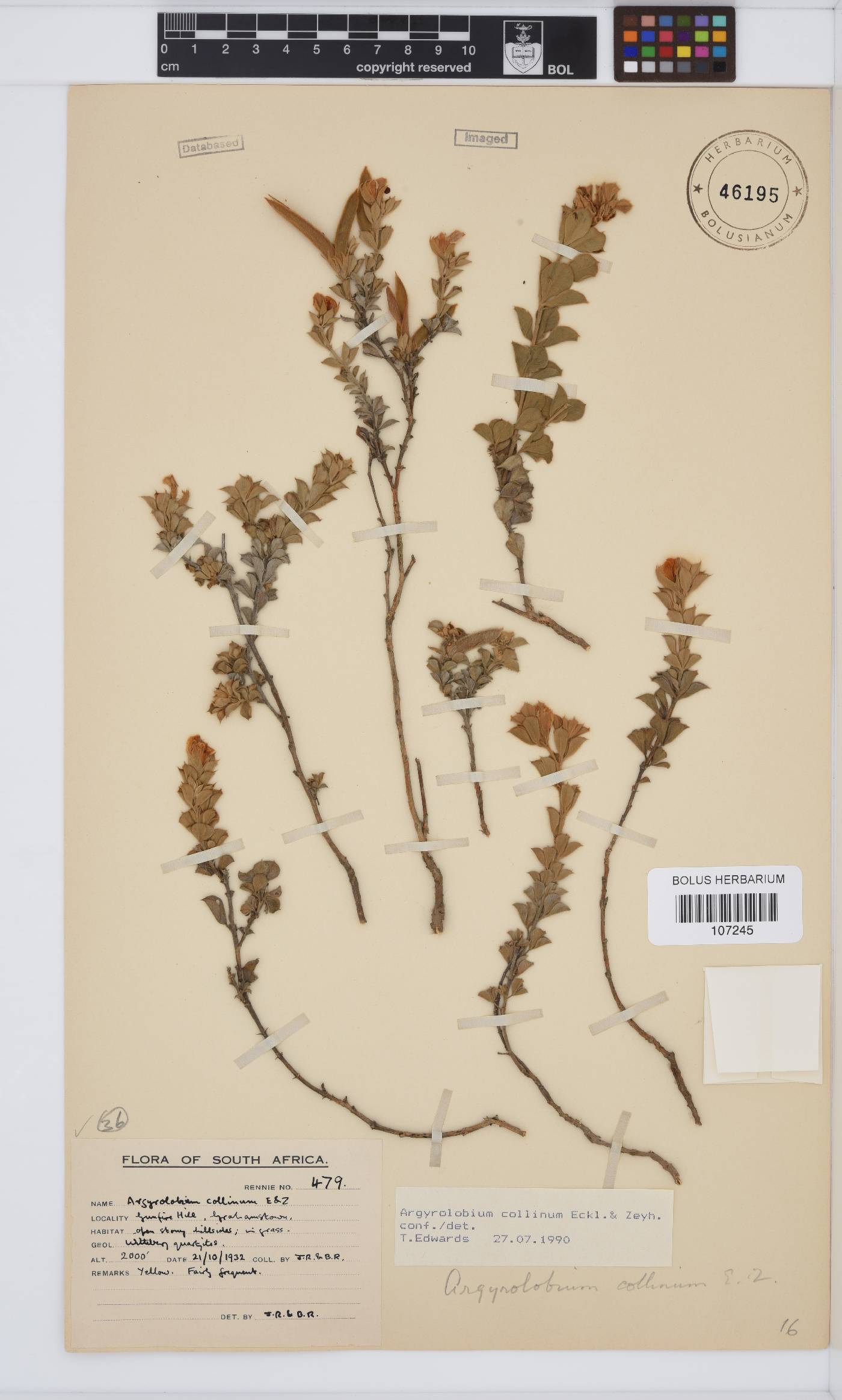 Argyrolobium collinum image