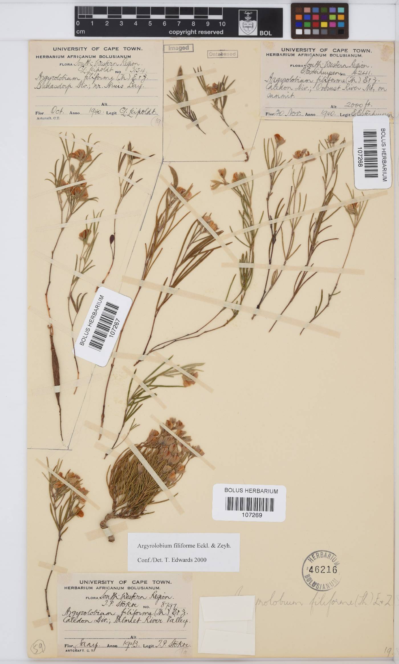 Argyrolobium filiforme image