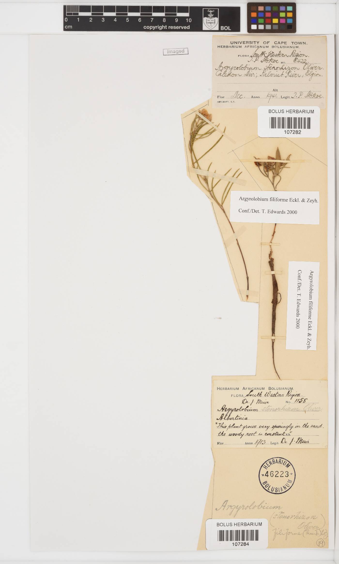 Argyrolobium filiforme image