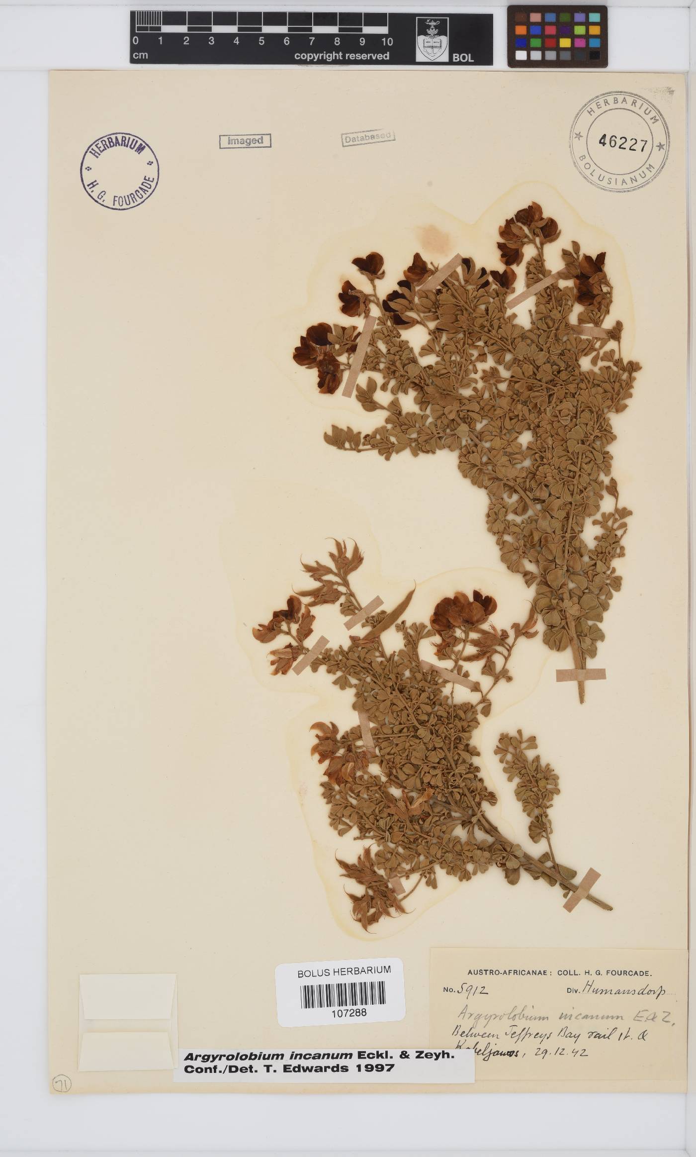 Argyrolobium incanum image