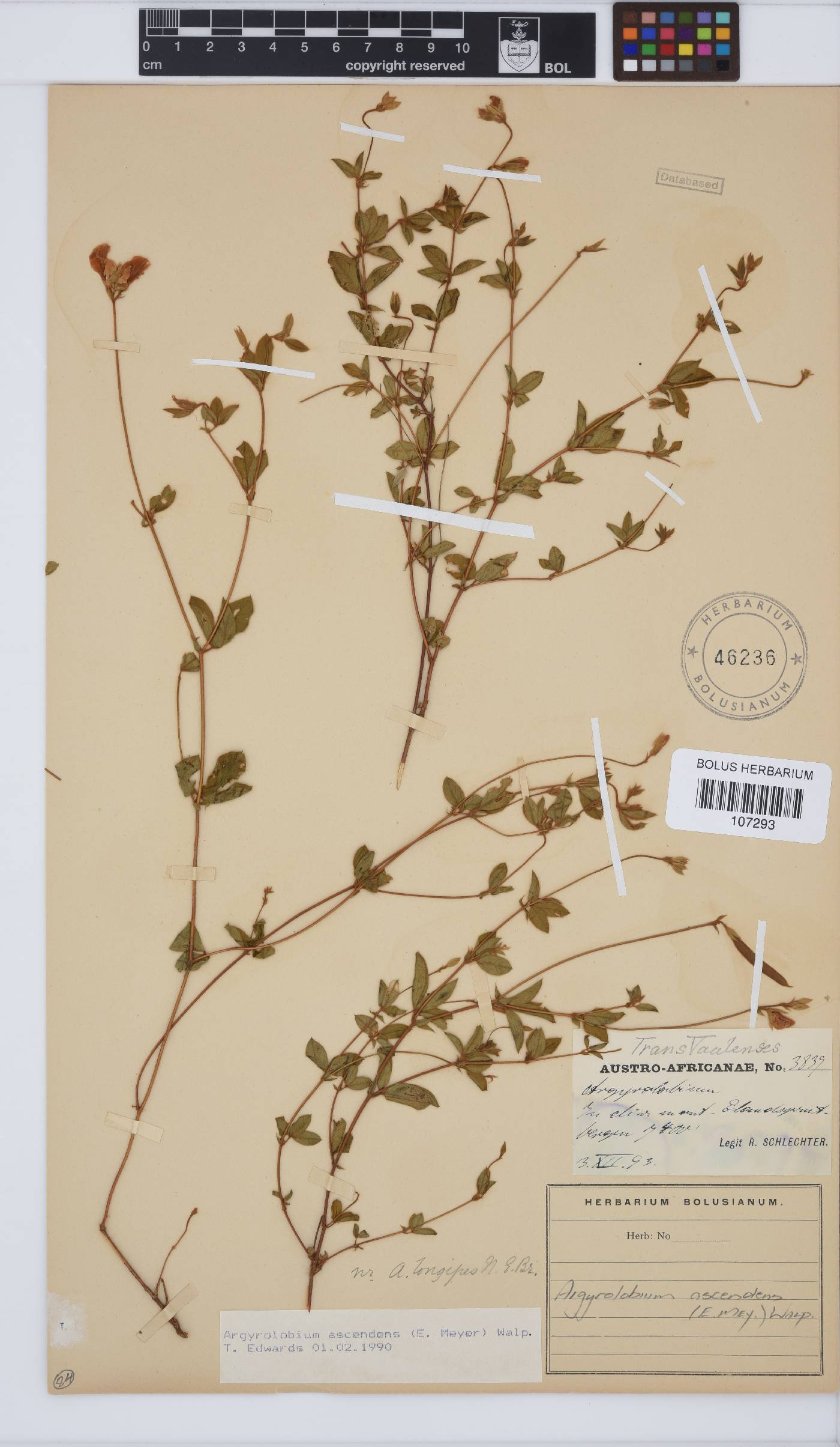 Argyrolobium ascendens image