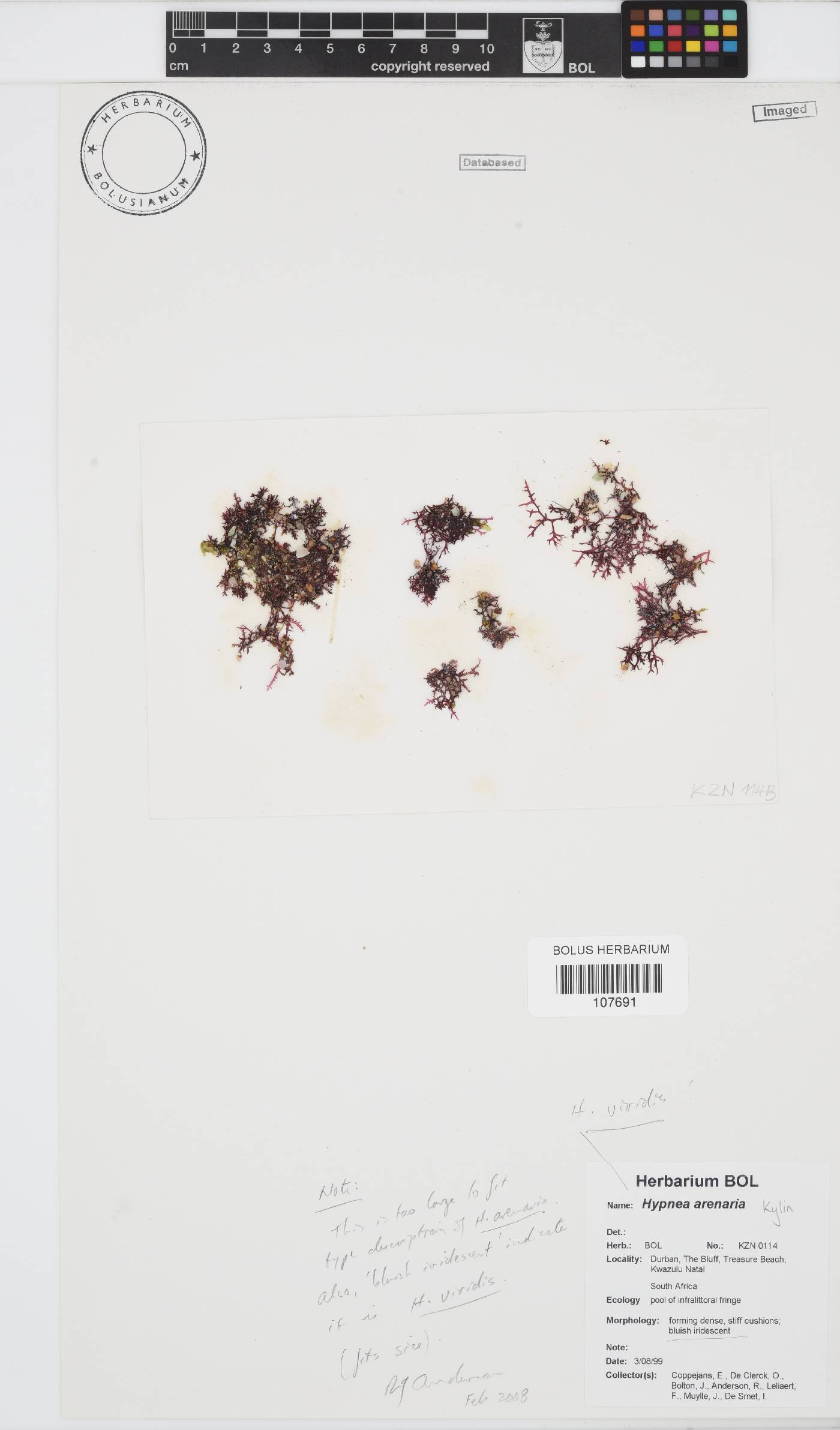 Hypnea arenaria image