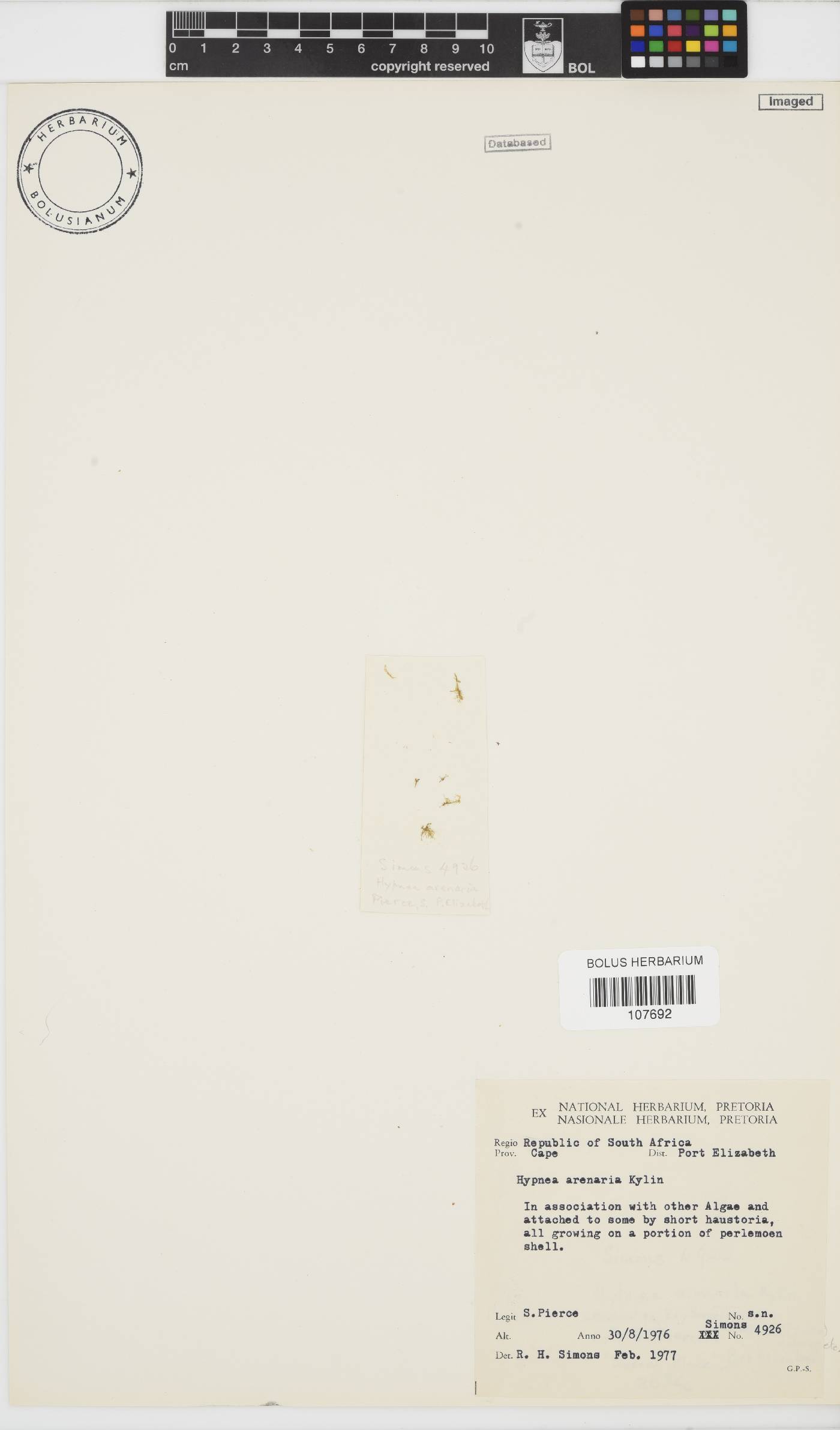 Hypnea arenaria image