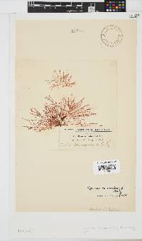 Image of Hypnea ceramioides
