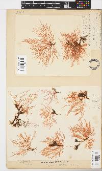 Hypnea ceramioides image