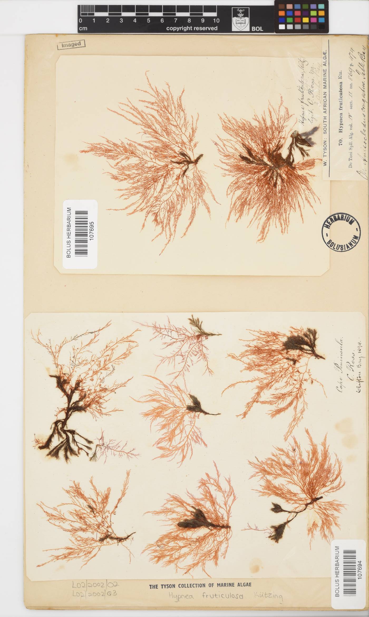 Hypnea fruticulosa image