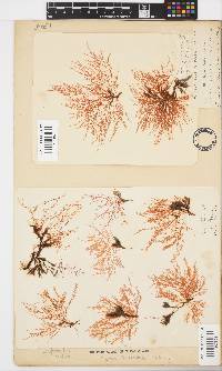 Hypnea ceramioides image