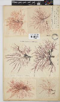 Hypnea ceramioides image