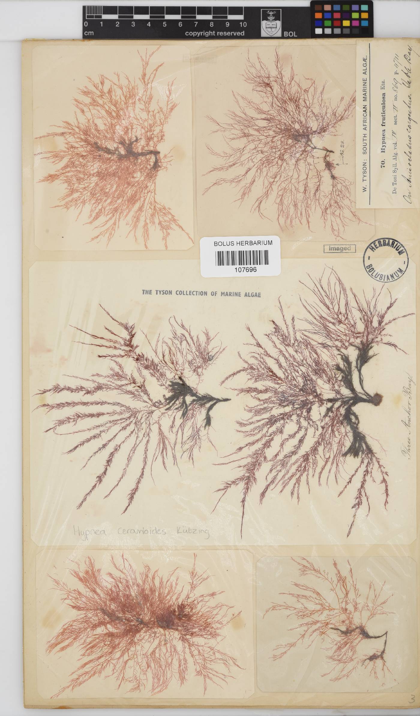 Hypnea ceramioides image