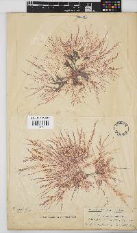 Hypnea ceramioides image