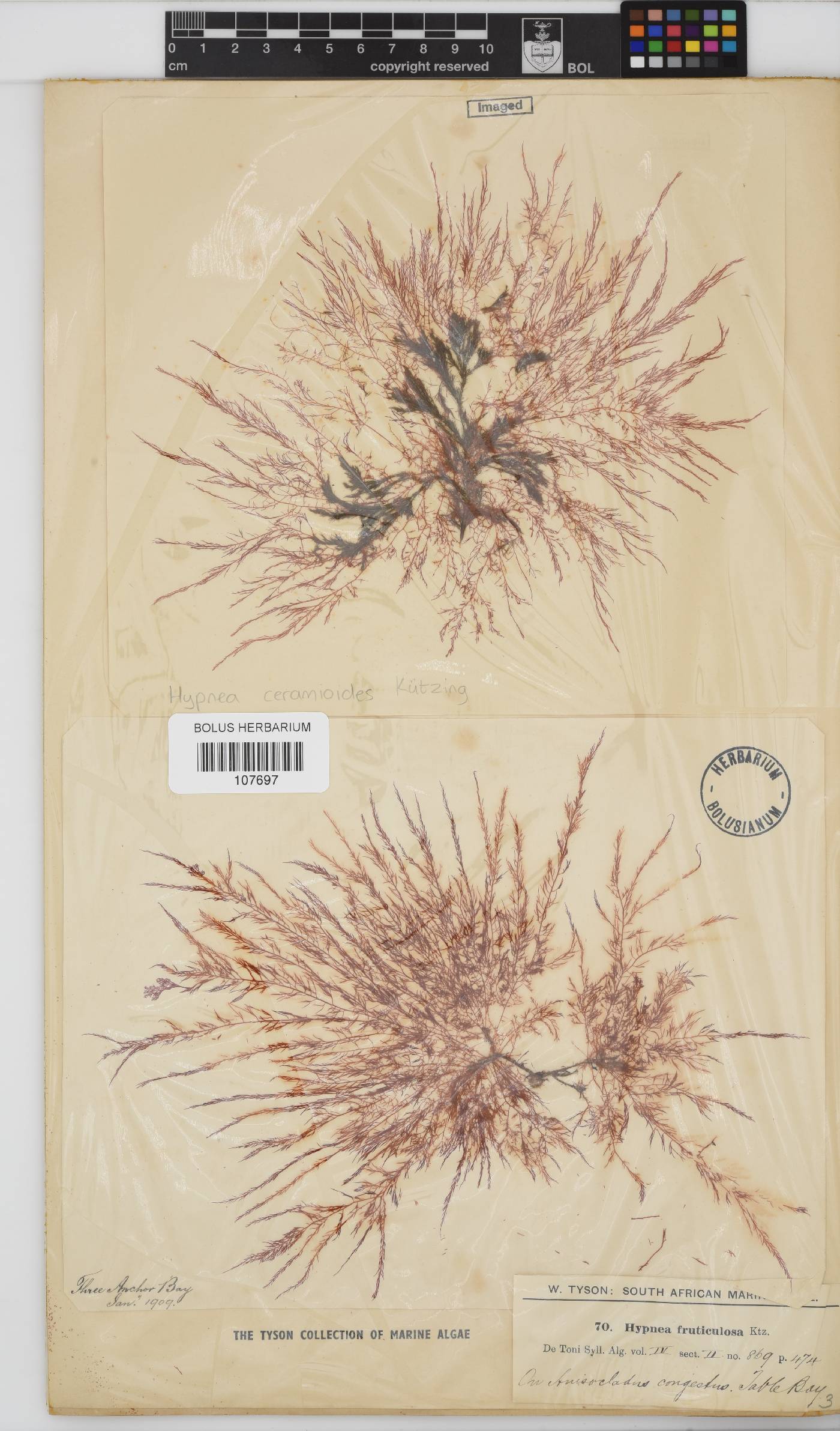Hypnea ceramioides image