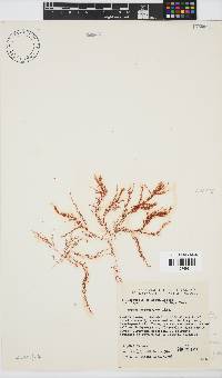 Hypnea ceramioides image