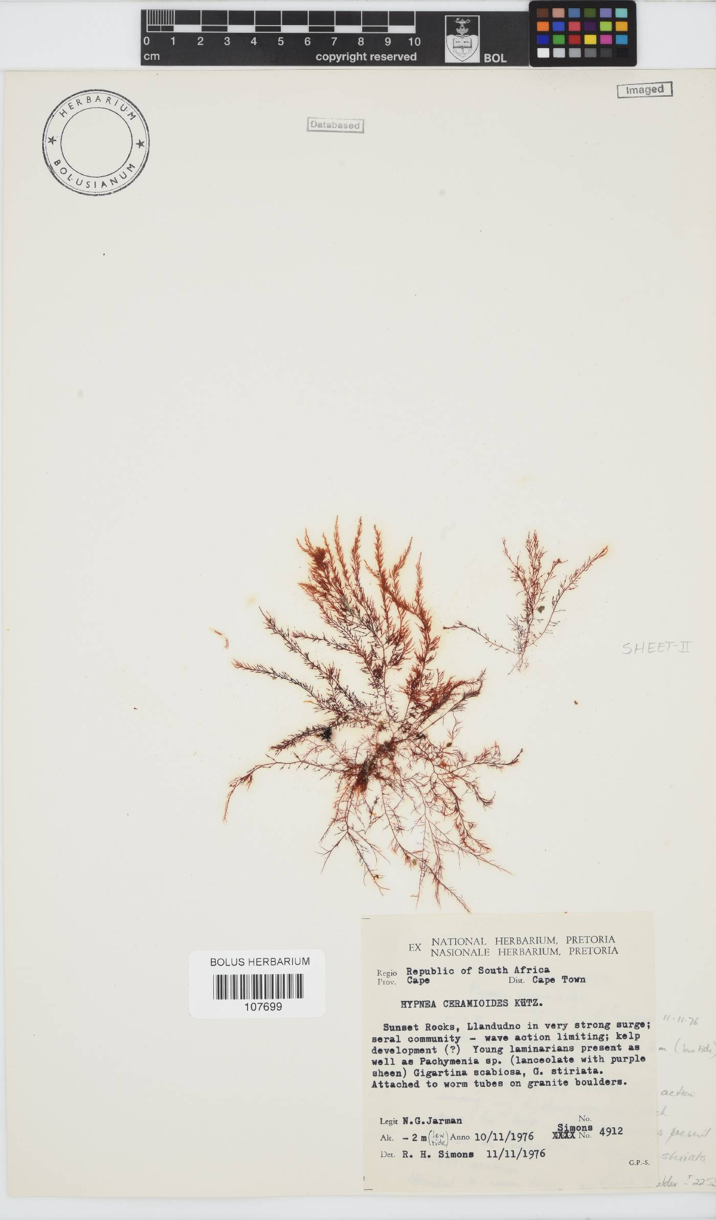 Hypnea ceramioides image