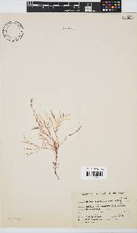 Hypnea ceramioides image
