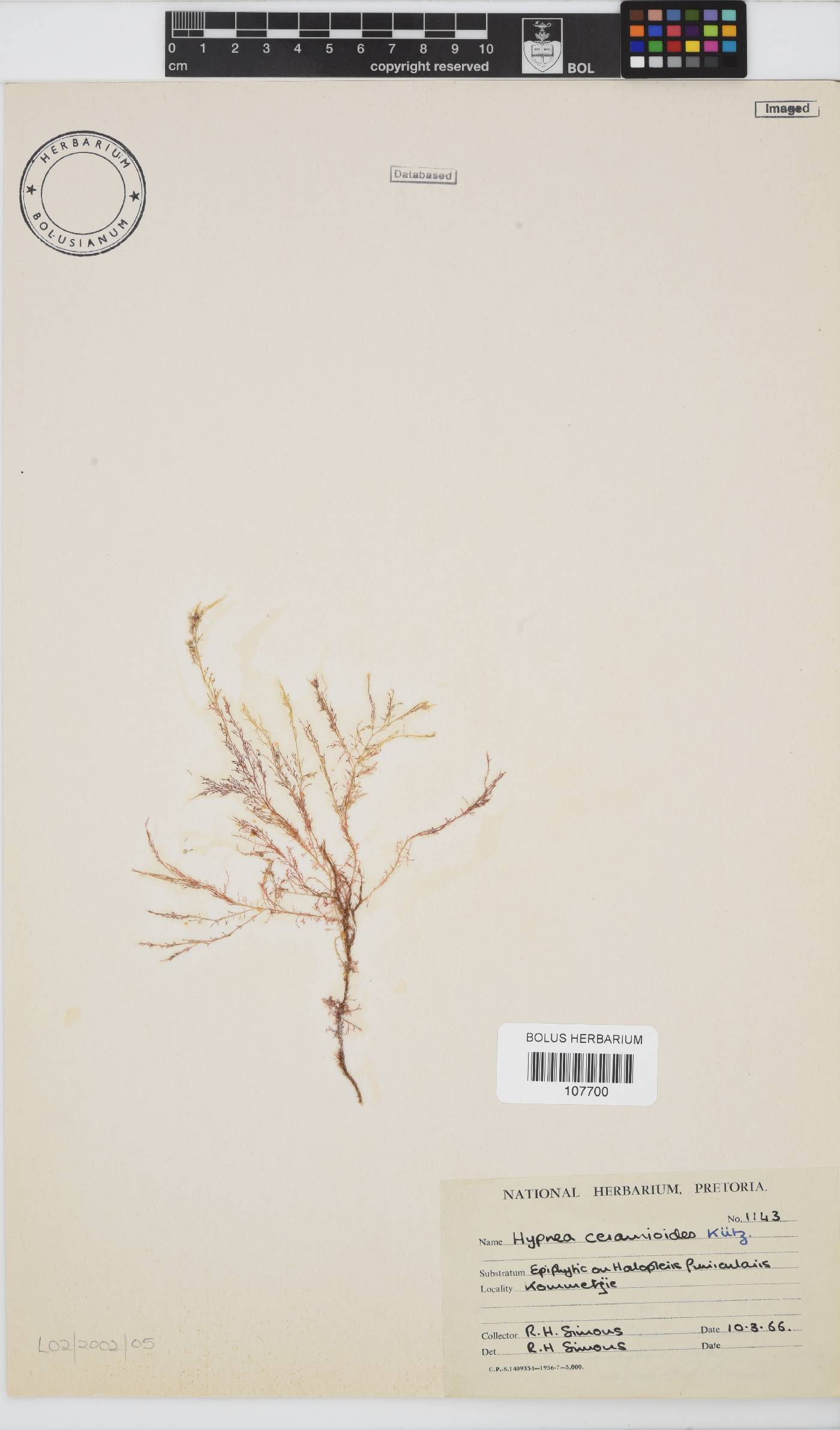 Hypnea ceramioides image