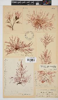 Hypnea ceramioides image