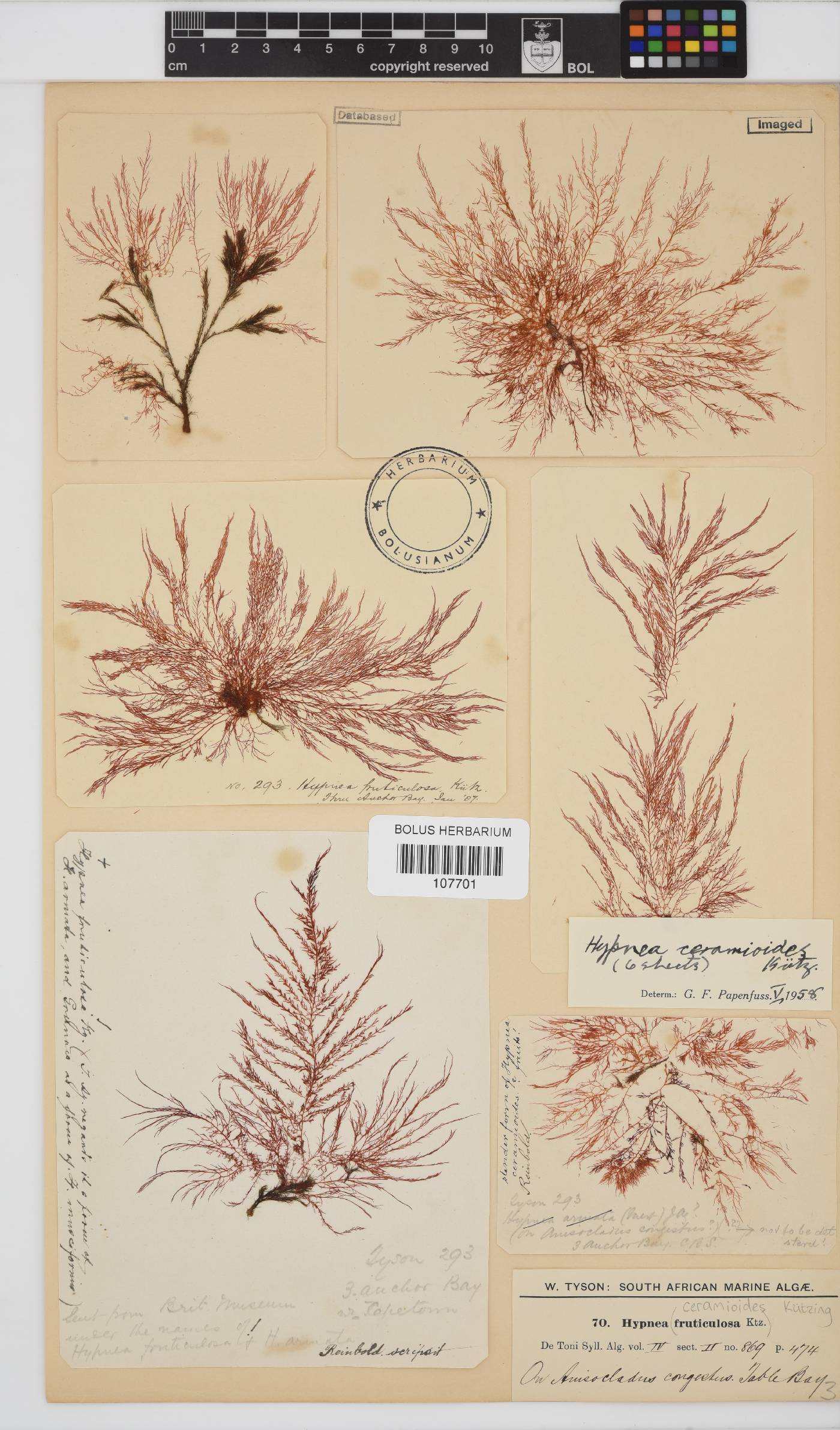 Hypnea ceramioides image