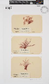 Hypnea ecklonii image