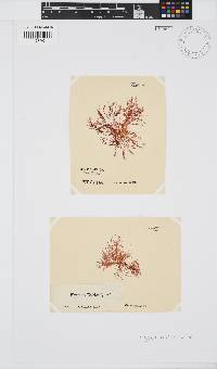 Hypnea ecklonii image