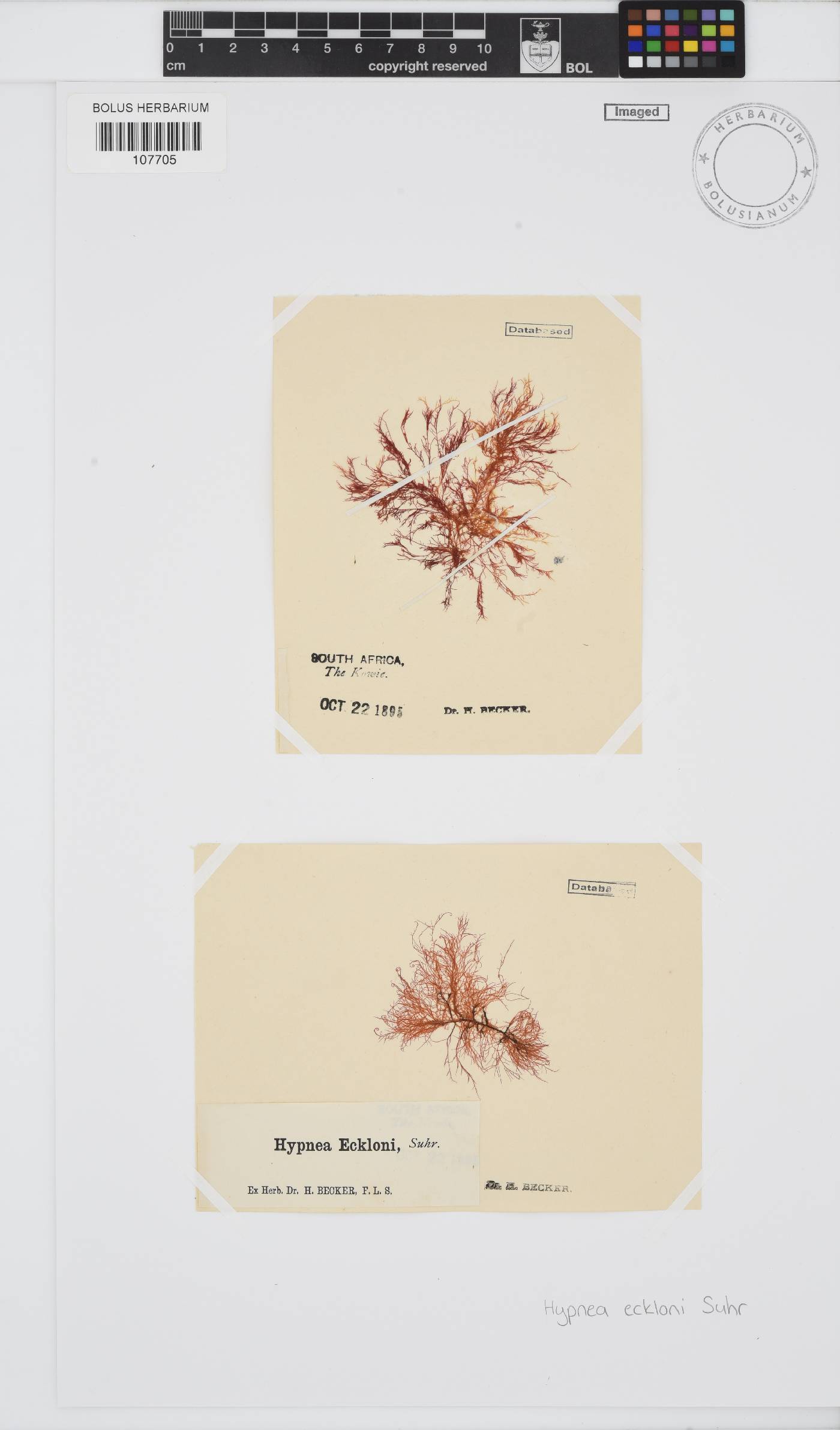 Hypnea ecklonii image