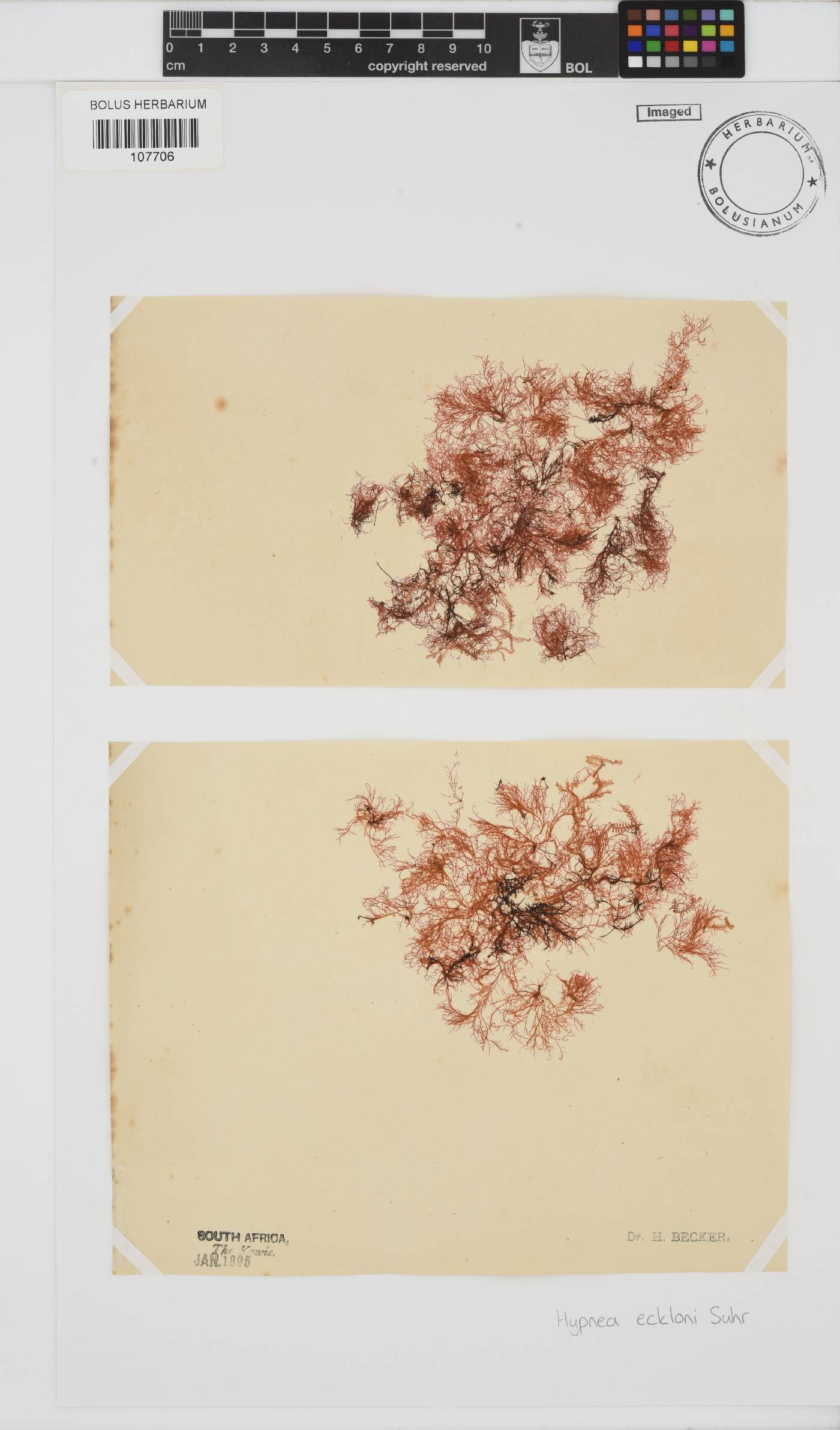 Hypnea ecklonii image