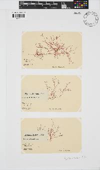 Hypnea ecklonii image