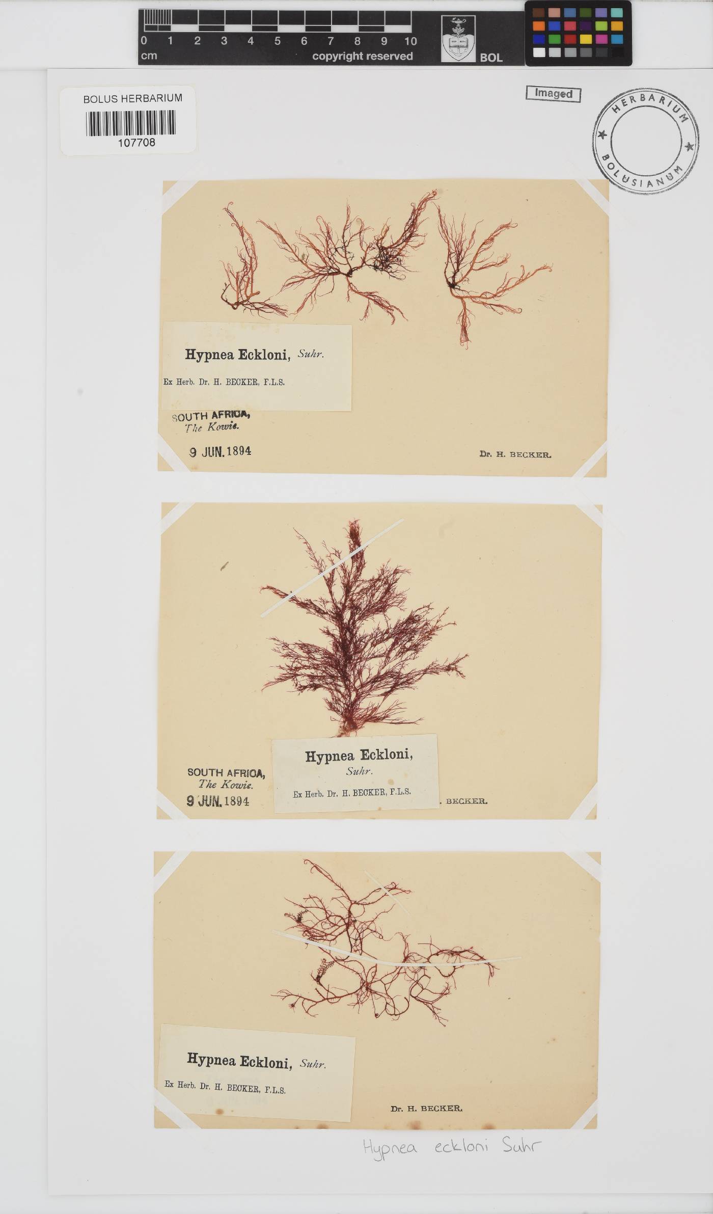 Hypnea ecklonii image