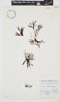 Hypnea ecklonii image
