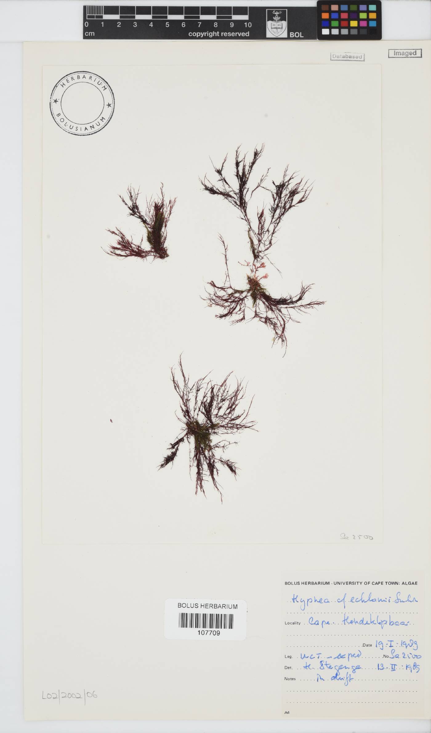 Hypnea ecklonii image