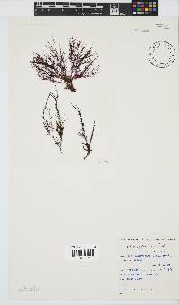 Hypnea ecklonii image