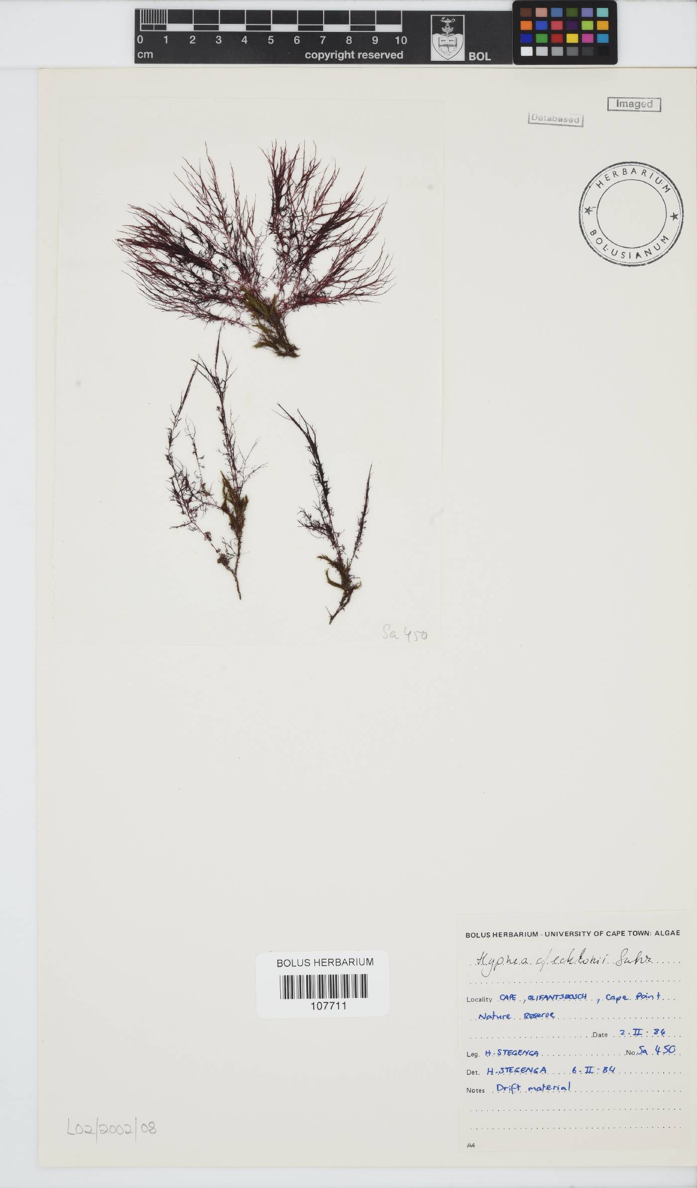 Hypnea ecklonii image