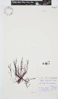 Hypnea ecklonii image
