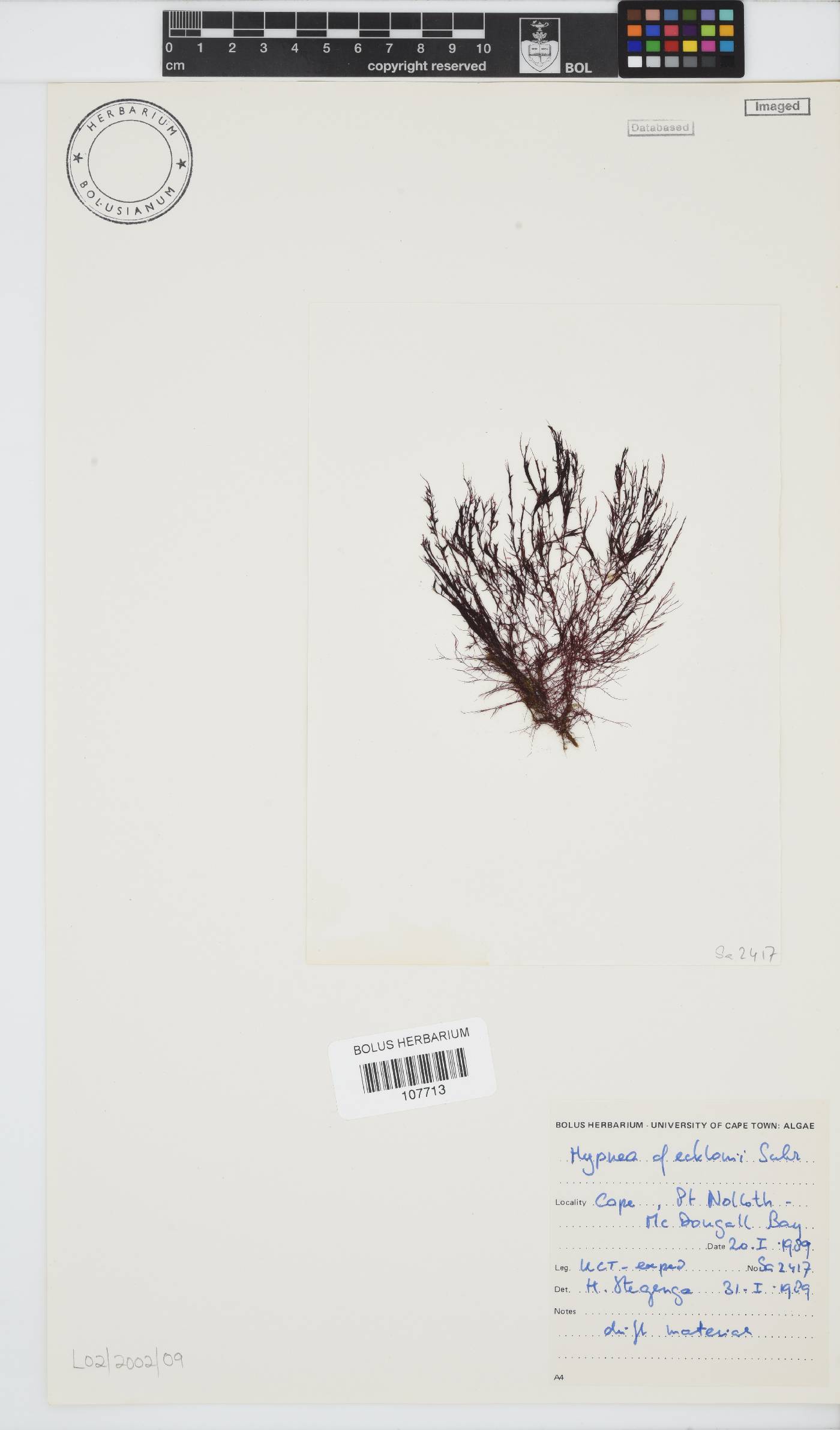 Hypnea ecklonii image