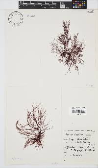 Hypnea ecklonii image