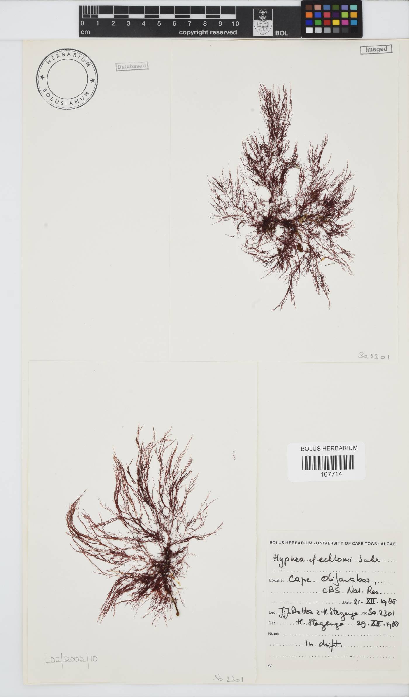 Hypnea ecklonii image