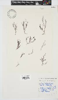 Hypnea ecklonii image