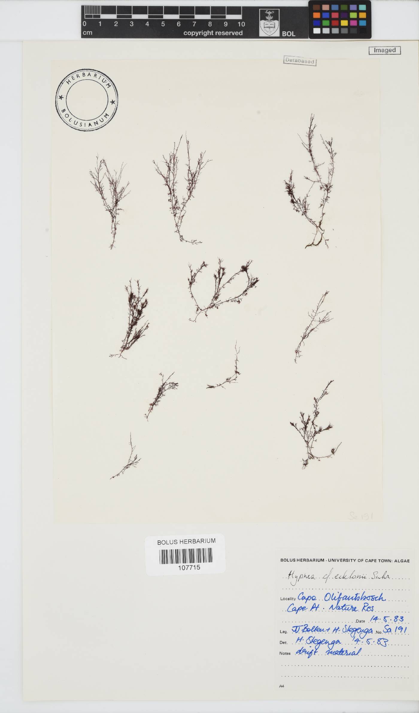 Hypnea ecklonii image