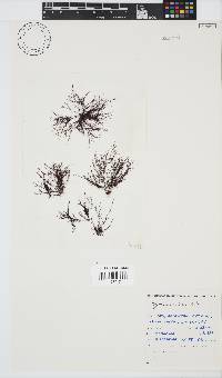 Hypnea ecklonii image
