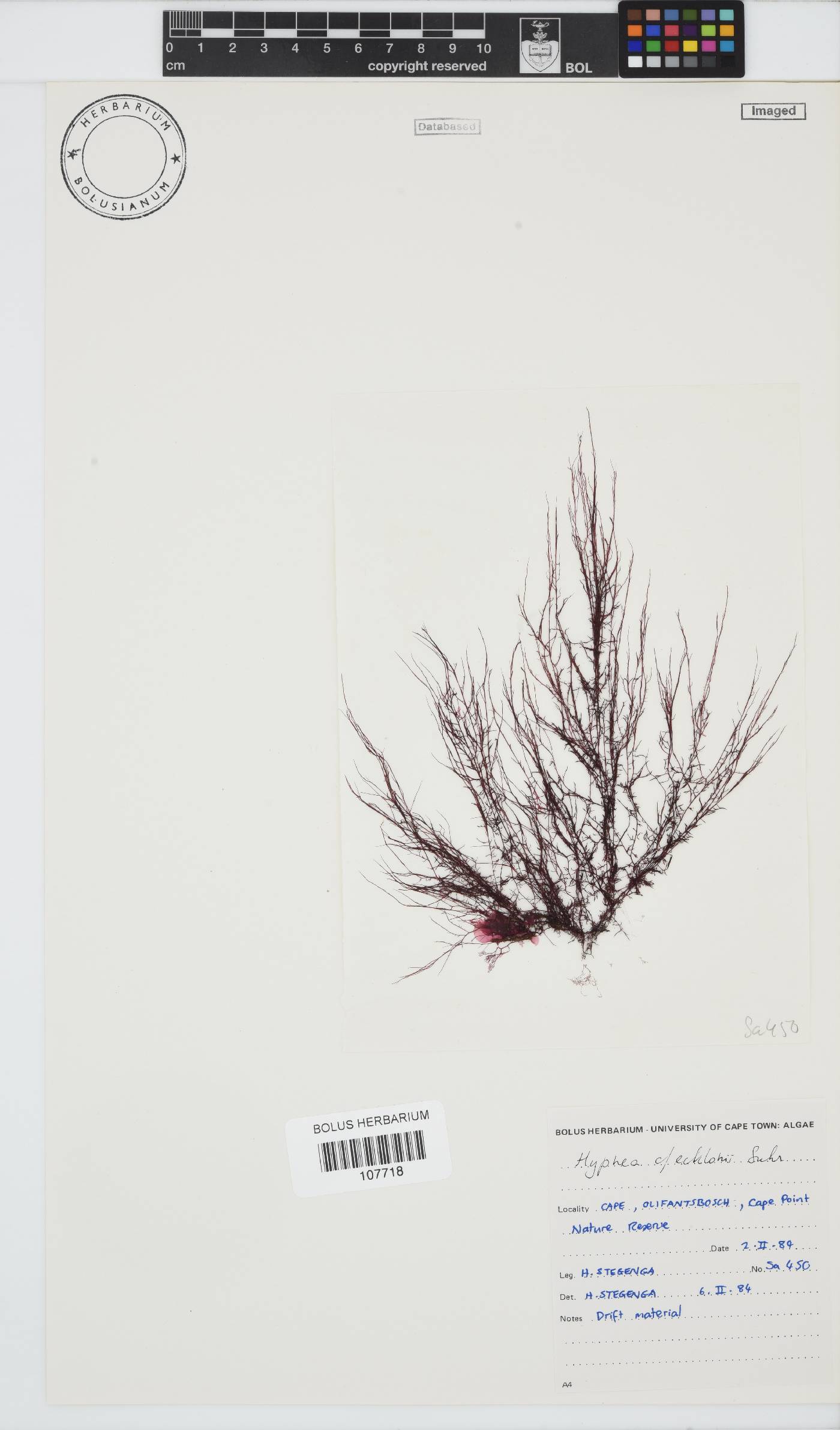 Hypnea ecklonii image