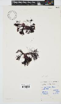 Hypnea ecklonii image