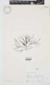 Hypnea ecklonii image