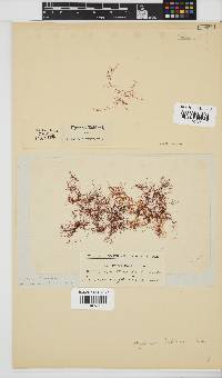 Hypnea ecklonii image