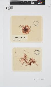Hypnea ecklonii image
